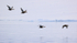 King Eiders flying over fjord, Spitsbergen, Svalbard