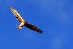 Northern Harrier in flight overhead, Bosque del Apache, New Mexico