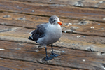 Heermann's Gull - 8488