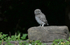 Little Owl