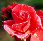 Red rose