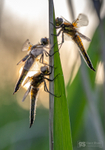 Four-spotted Chasers, Ham Wall