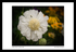 Scabiosa Caucasica