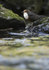 Dippers, North Wales
