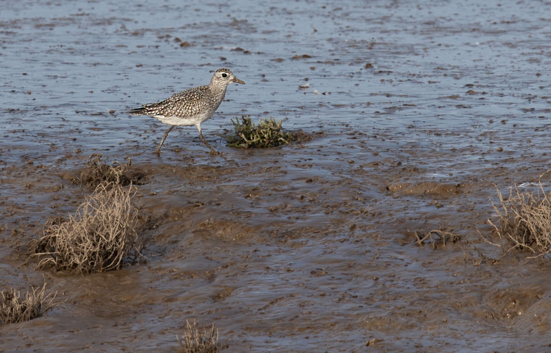 Black-Bellied Plover - Dee Estuary - North Wales