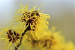 Hamamelis Intermedia Oran1EDC
