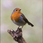 Robin