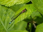 Blue-tailed Damselfly