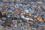 Snow Bunting