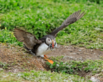 Puffin about to enter burrow, Farne Islands