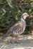 Red-legged Partridge