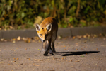 Young Fox