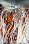 UML004: Lion's Mane