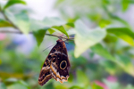 Owl butterfly - 0118