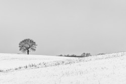 Sandhill tree in snow