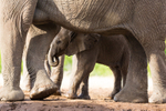 Elephant Baby 28
