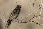 Red-winged Blackbird portfolio