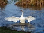 Mute Swan