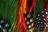Feathers-4-3954