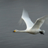 Whooper Swan