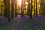 Sunrise at Dereen Woods, County Roscommon, Ireland.