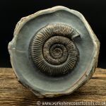 Sold amm1437 Zugodacty...