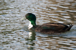 Indian Runner Duck