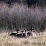 Four Deer - Levington - Suffolk