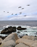 Birds In Flight