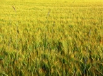 New barley II