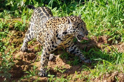 One of many jaguars spotted during our time travelling out from the floating hotel