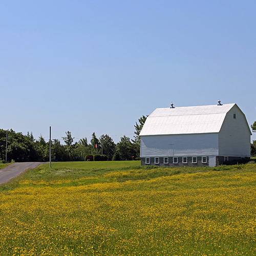 A pickup truck winds it's way past an old farm barn in rural Queens County, New Brunswick.