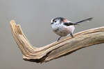 Long-tailed Tit perched, Otterbourne, Hampshire