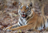 Royal bengal tiger - 13