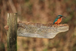 Common Kingfisher perched on signpost, Otterbourne, Hampshire