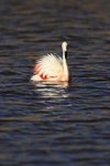 Chilean Flamingo on dark water, Machuca, Chile