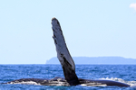 Humpback Whale, Drake Bay, Costa Rica