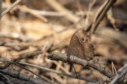 Butterfly Squinting Bush Brown