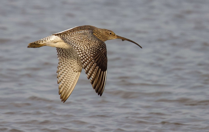 Eurasian Curlew - Dee Estuary - North Wales