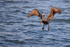 Brown Pelican slowing to land on water, Sanibel Island, Florida