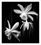 KATHY'S GARDEN #1