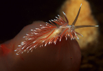 Fjordia sp.