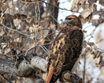Red-tailed Hawk perched in tree, Bosque del Apache, New Mexico