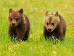 Brown Bear cubs running in the swamp at Martinselkonen