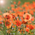 Poppy Light