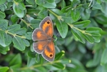 Gatekeeper