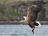 WHITE TAILED EAGLE, ISLE OF MULL, SCOTLAND