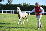 Classes 47 & 48: NPS M&M Brood Mare and Foal portfolio