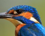 Kingfisher (male) ultra close-up