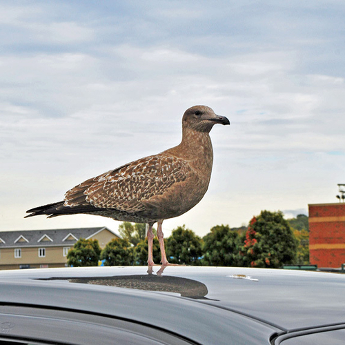 They wait on the pavement or sit perched atop car roofs for handouts, discards, and any form of potential sustenance.
